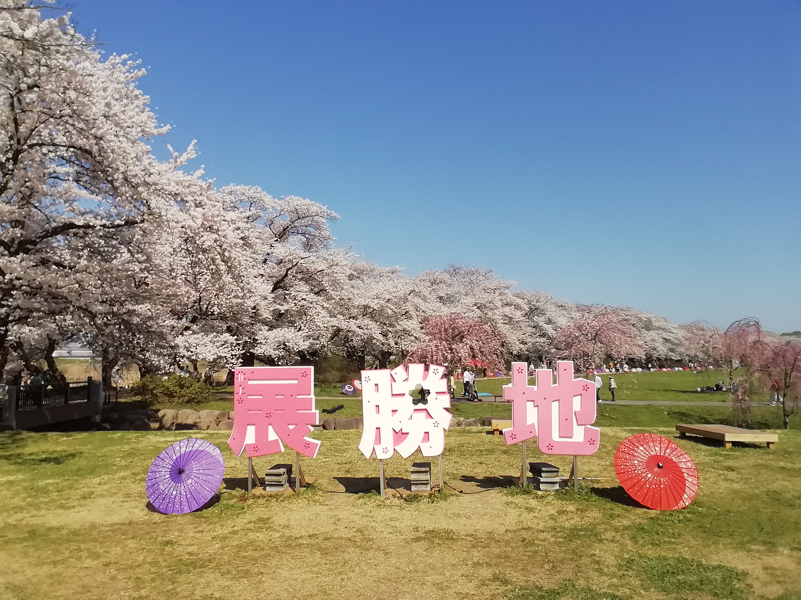 北上展勝地さくらまつり | 東北サポーターズ